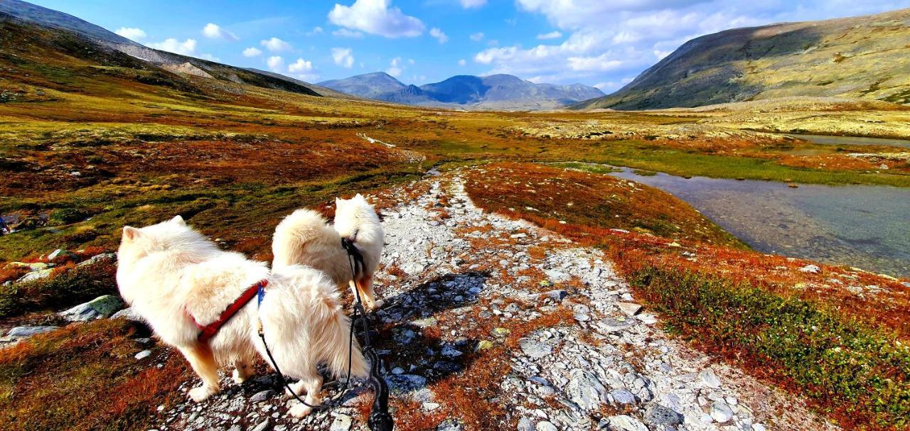 Lokken Fjellgard Villa Folldal Bagian luar foto