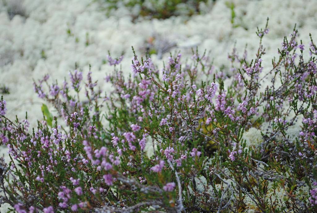 Lokken Fjellgard Villa Folldal Bagian luar foto