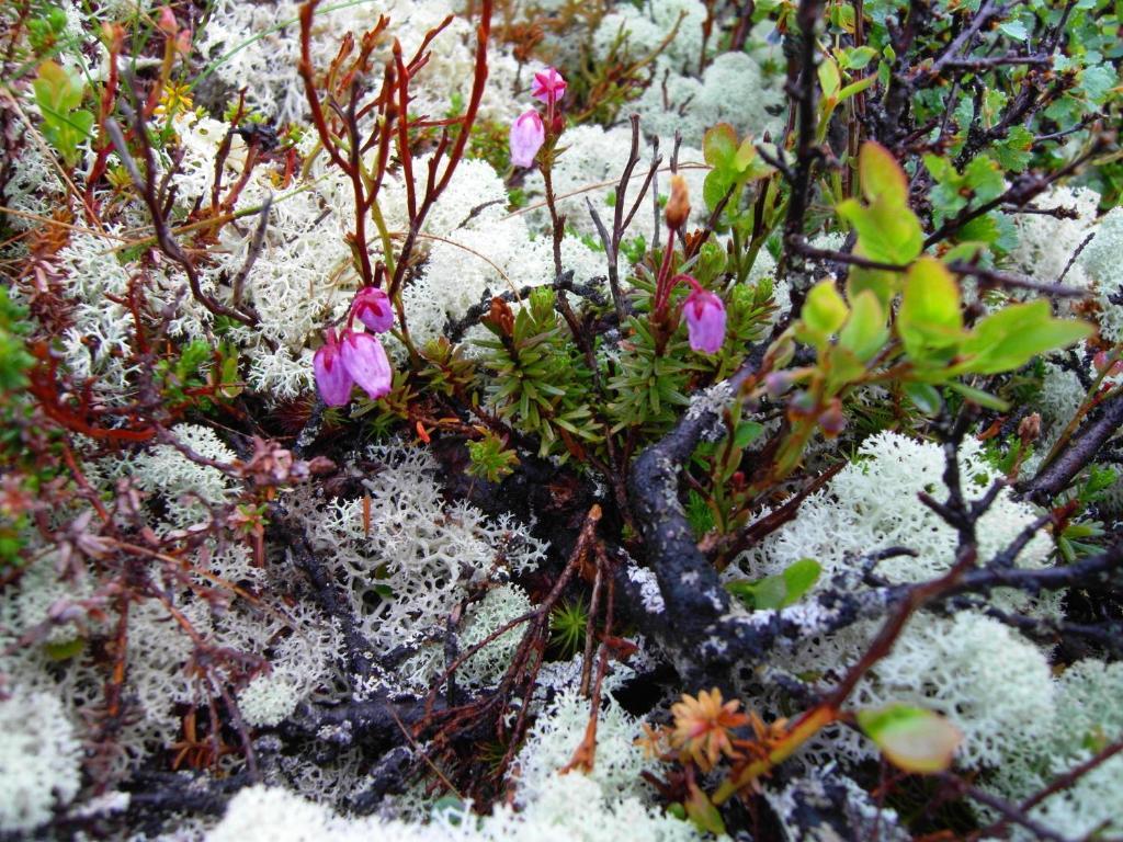 Lokken Fjellgard Villa Folldal Bagian luar foto