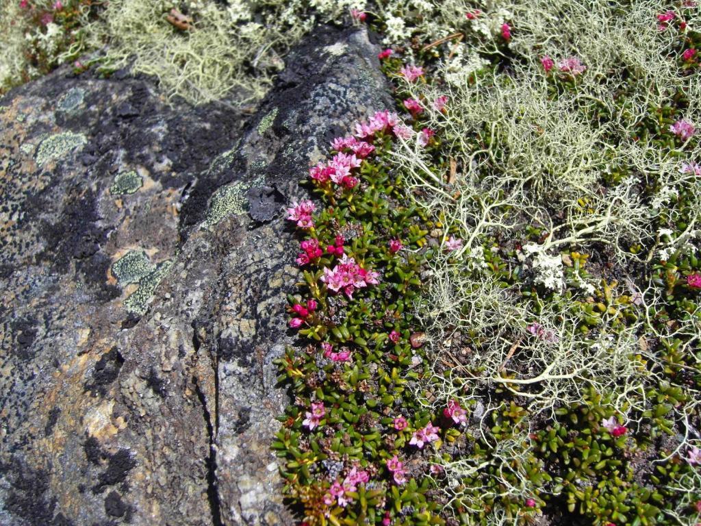 Lokken Fjellgard Villa Folldal Bagian luar foto