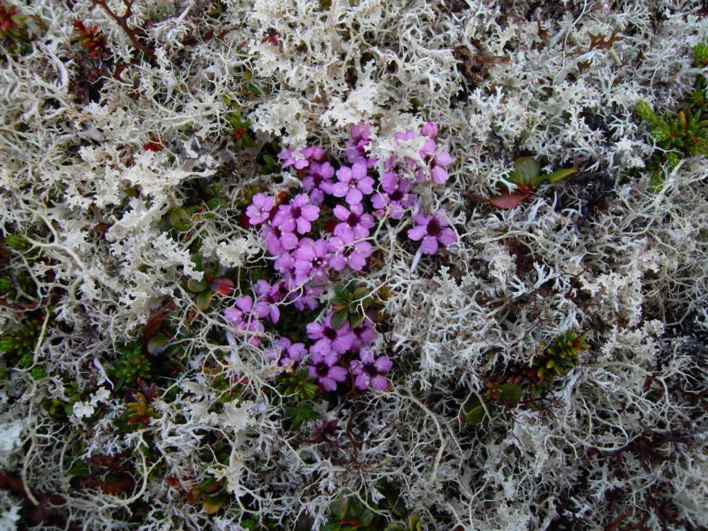 Lokken Fjellgard Villa Folldal Bagian luar foto